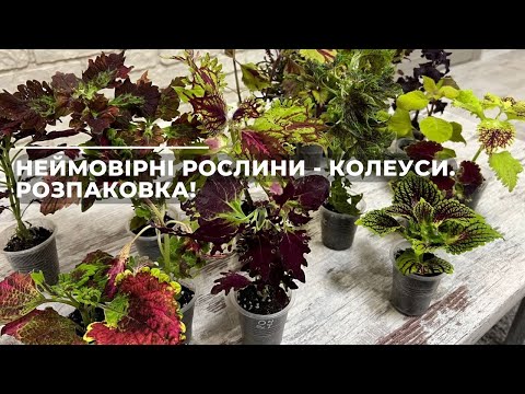 Видео: Неймовірні рослини - КОЛЕУСИ. Розпаковка!
