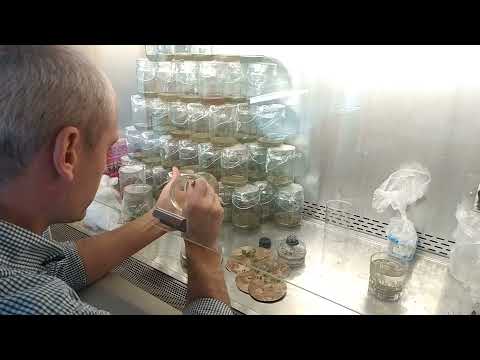 Видео: Черенкование растений in vitro