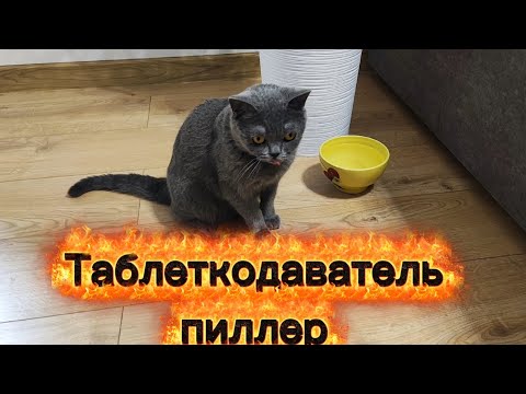 Видео: 26 день, пытаемся лечить кошку безболезненно, таблеткодаватель. #cat 