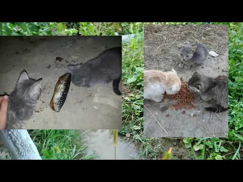 Видео: Мое первое видео❤️ Знакомство❤️ Я и мои питомцы❤️