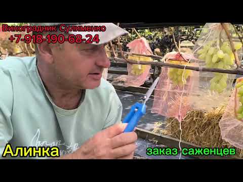 Видео: Алинка и Перцовый чёрный.