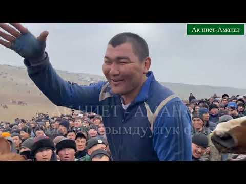 Видео: 1000$ ды алган Кымбат балбан. Чубак ажынын улагындакы Калыстар Улактын жүрүшү боюнча эмне дейт.