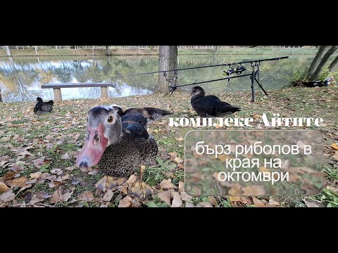 Видео: Дъждовни приключение в комплекс Айтите #carpfishing #fishing #carp #риболов #grass #fish