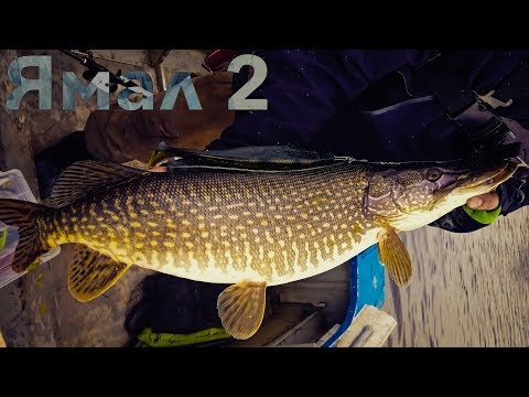 Видео: ЯМАЛ. ЧТО ВНУТРИ У ЭТОЙ ЩУКИ? РЫБАЛКА НА СЕВЕРЕ. ЧАСТЬ 2