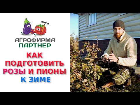 Видео: Как легко и просто подготовить розы и пионы к зиме
