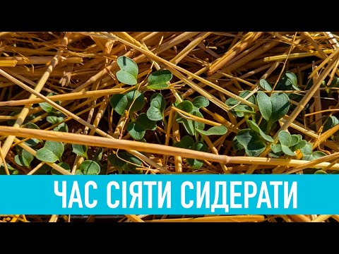 Видео: Сидерати цє природний спосіб підтримання  родючості  землі!