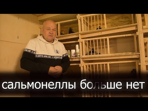 Видео: Два года без болезни. Голубка прилетела через 60 дней.