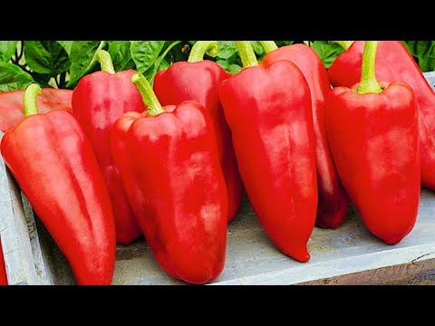 Видео: НЕ ОШИБИТЕСЬ ПРИ ПОСЕВЕ ПЕРЦА НА РАССАДУ! ТОЧНЫЙ СРОК ПОСЕВА