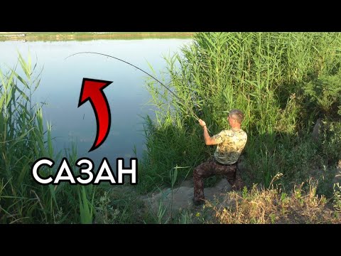 Видео: Карповик в ДУГУ - САЗАН на берегу!! #сазан #карп #рыбалка #карась #бойлы #макушатник #жмыховка
