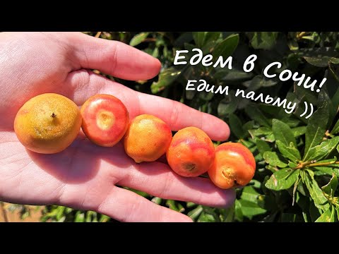 Видео: Какие пальмы растут в Сочи? Вкусные!))