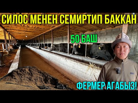 Видео: ФЕРМЕР НУРГАЗЫ АГАБЫЗДЫН КОРООСУ 🤯 #байтв