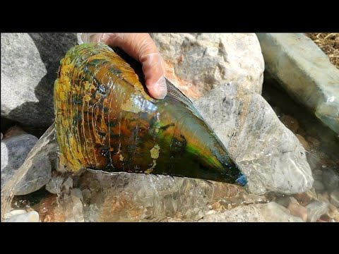 Видео: Гигантские раковины гребешков. Каждый весит 2 килограмма и наполнен жемчугом.