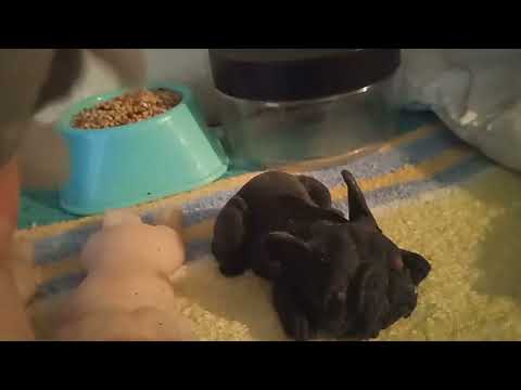 Видео: Новый домик у Сквиши Собачек