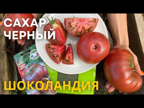 Видео: Томат Сахар Черный серия Шоколандия агрофирма Седек | Сбор урожая обзор сорта