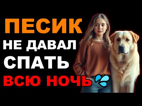 Видео: Вечера с собакой стали особенными для жены