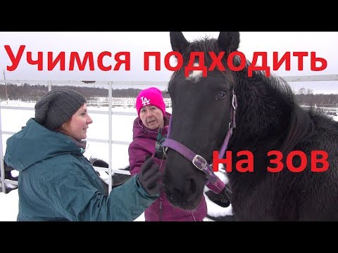 Видео: Учим коня подходить на зов. Мерин Простор. Первый урок.