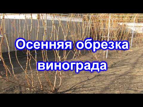 Видео: Осенняя обрезка винограда