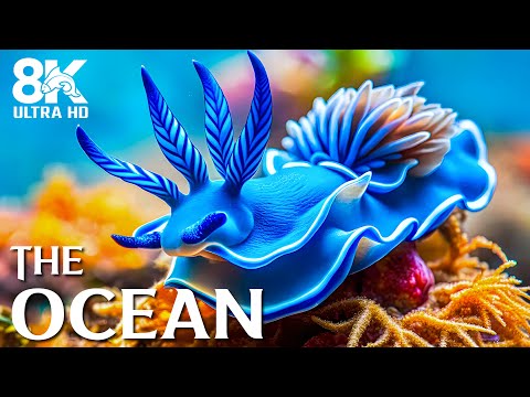 Видео: Аквариум 8K ВИДЕО (ULTRA HD) 🐠 Яркие кораллы и рыбы — прекрасный опыт аквариума