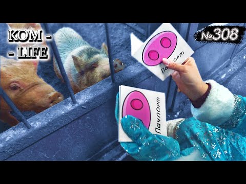 Видео: Пачпорта для свиней 2022 года