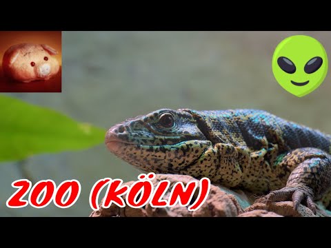 Видео: 🦓 ЗООПАРК КЁЛЬНА (+АКВАРИУМ)