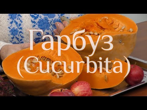 Видео: Гарбуз Cucurbita