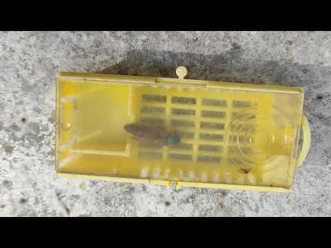 Видео: Матка трутовка.