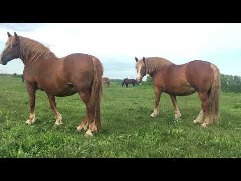 Видео: К продаже предлагаются кобылы тяжеловозы. 💪 В количестве 8 голов. Часть 1.