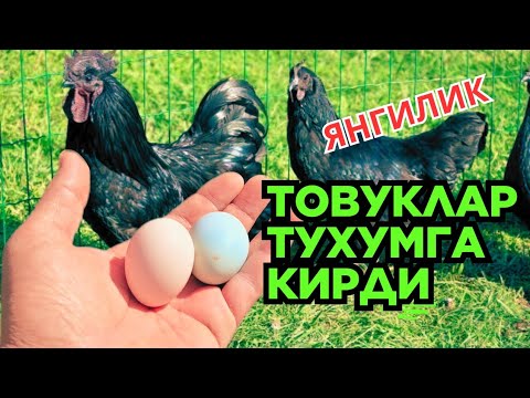Видео: Товуқлар Тухум қуйишни бошлашди Леггорн ва Ухейилюй тухумларига заказ оламиз. 