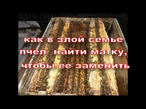 Видео: как в злой семье пчел  найти матку, чтобы ее заменить