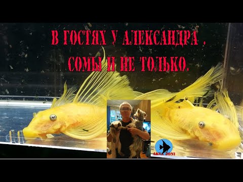 Видео: В гостях у Александра . Сомы и не только.