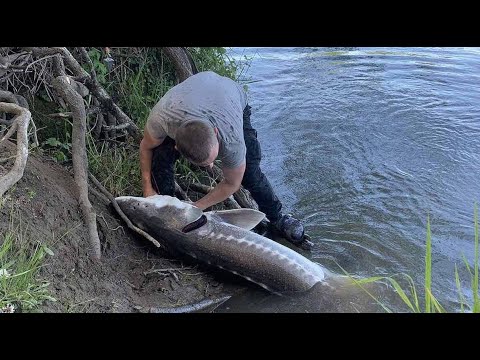 Видео: ТРОФЕЙНЫЙ ОСЕТР