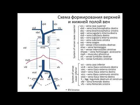 Видео: Анимированная схема венозного русла организма