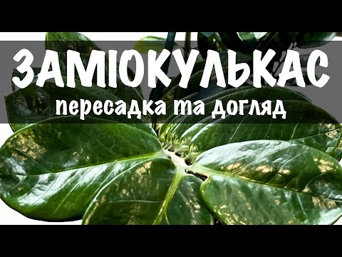 Видео: Заміокулькас. Пересадка та догляд