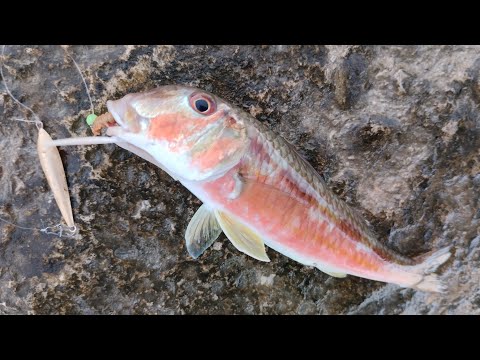 Видео: Утренняя рыбалка с пирса. Новый вид рыбы.Рыбалка на Чёрном море