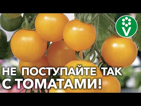 Видео: НЕ ПОТЕРЯЙТЕ ПОЛОВИНУ УРОЖАЯ ТОМАТОВ ИЗ-ЗА ЭТИХ ОШИБОК!