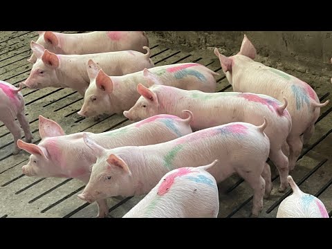 Видео: Засранці. Діарея в поросят