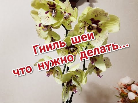Видео: У новой бабочки PESCARA гниль шейки. Первая помощь орхидеи