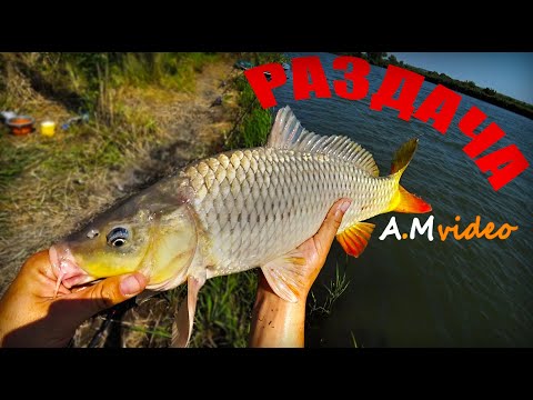 Видео: Ловля Сазана! Раздача!!! Рыбалка на реке Днестр ( Г.Турунчук) 28-29.08.23