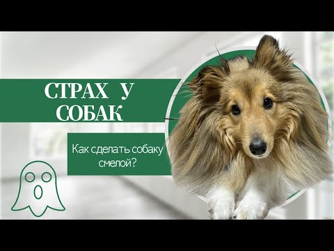 Видео: СТРАХ у СОБАК | Учим ШЕЛТИ не бояться САЛЮТОВ