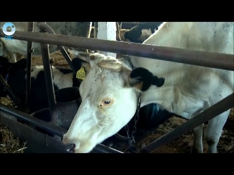 Видео: В посёлке Петровский два собственника не могут поделить одно хозяйство