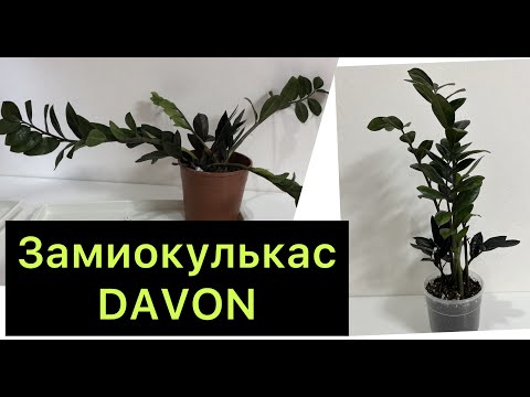 Видео: Замиокулькас DAVON / Спасение Замиокулькаса после пересылки