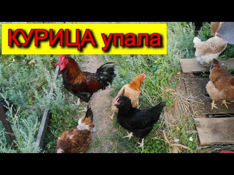 Видео: КУРИЦА УПАЛА НА НОГИ что делать ЧЕМ ЛЕЧУ В ЭТОМ СЛУЧАЕ