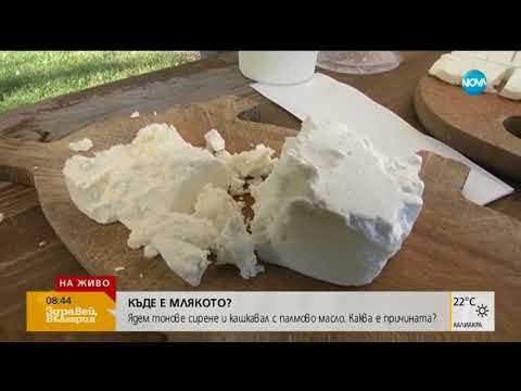 Видео: КЪДЕ Е МЛЯКОТО?: Ядем сирене и кашкавал с палмово масло (14.08.2018г.)