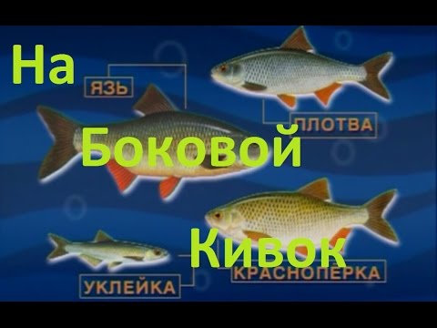 Видео: Диалоги о рыбалке -133- Весенная плотва и боковой кивок.