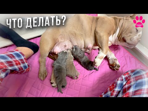 Видео: Пытаюсь выращивать щенков без опыта. Что будет? Первые 24 часа жизни щенков Американского Булли