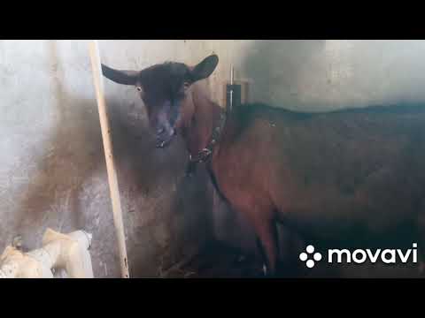 Видео: Чешские козы.Показываю чужое хозяйство.