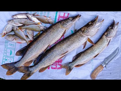 Видео: 2 Часть.Рыбалка-Экспедиция по реке Нем! Клёв крупного хищника,еда на костре,ночлег в избушке...