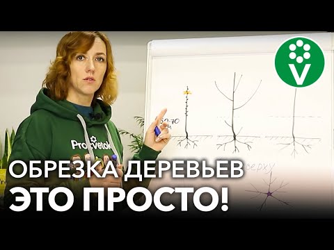 Видео: КАК ОБРЕЗАТЬ МОЛОДЫЕ ДЕРЕВЬЯ В САДУ? Самое простое и понятное видео об обрезке для начинающих