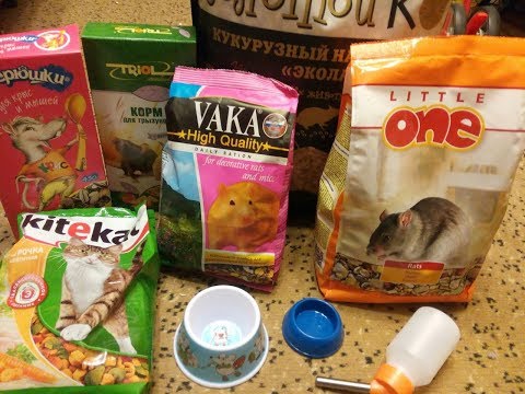 Видео: Покупки из Зоомагазина для крыс?!! + показываю любимцев!!!