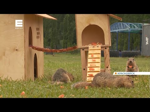 Видео: На острове Татышев для сусликов установили кафе